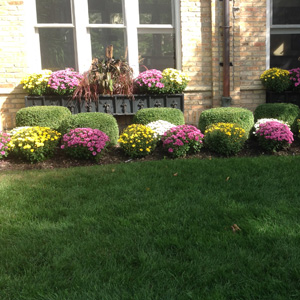 Mums at home in downtown Barrington