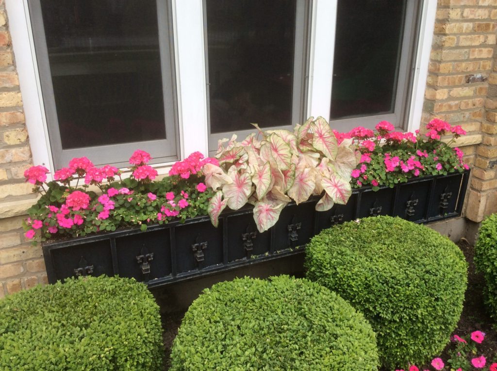 WINDOW FLOWER BOXES AT HOME IN DOWNTOWN BARRINGTON, ILLINOIS
