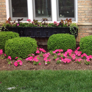 PINK PERENNIAL FLOWERS SURROUNDING LUSH GREEN BUSHES