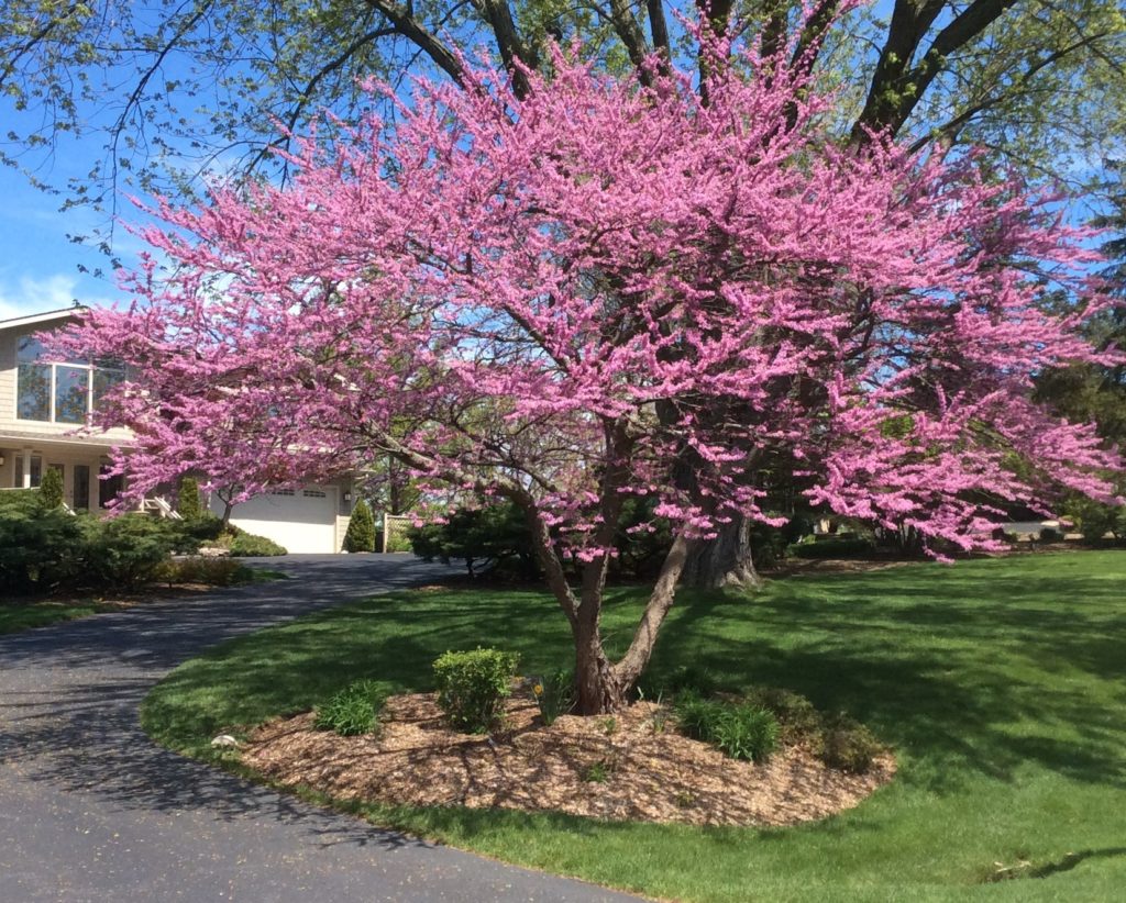 pink tree blooming in spring time