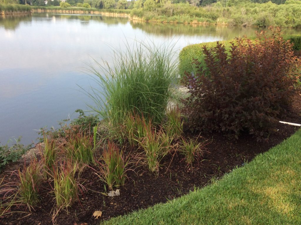 PERENNIAL FLOWERS SURROUNDING POND