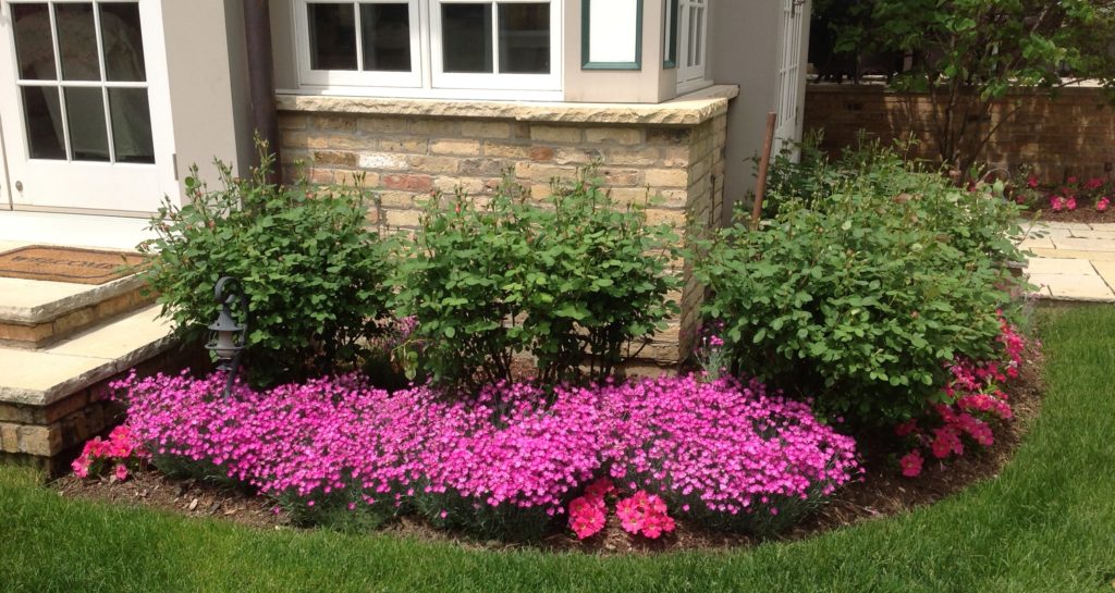 CURB APPEAL WITH PEREINNALS FROM A GARDEN DESIGN